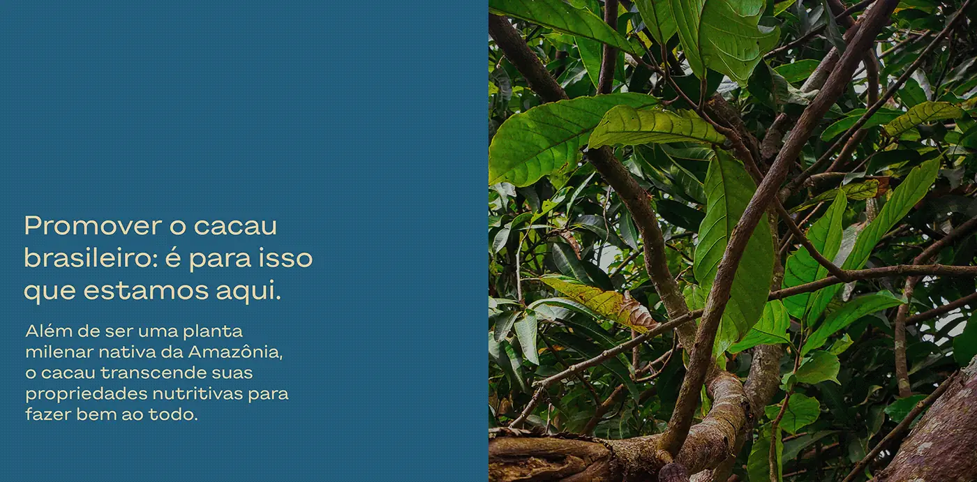 Cacau Brasileiro — imagem 3 de 19