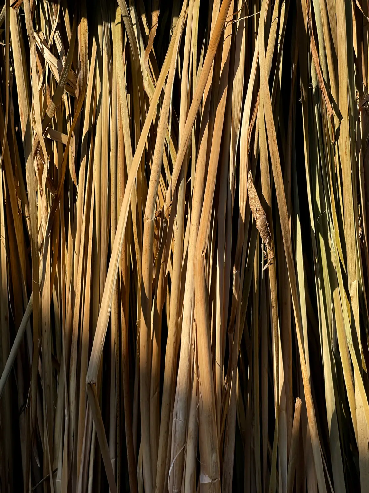 Cachaça Terra Arada — imagem 7 de 13