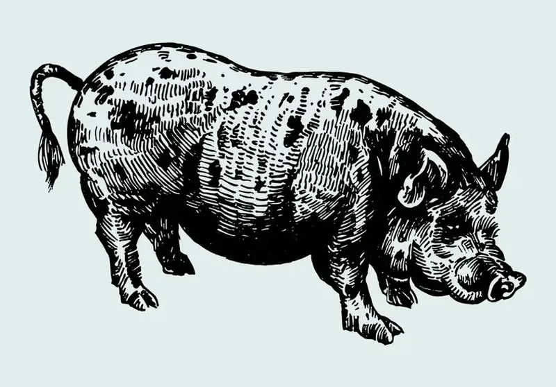 Porco desenhado em bico de pena, da identidade do Restaurante Lobozó